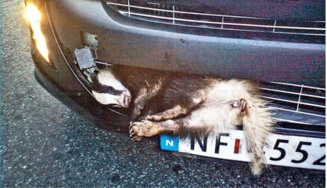 Badger gets stuck in car grille and survives