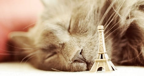 VIDEO: Inside Paris’s first luxury hotel for cats