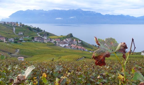 Swiss drink more homegrown wine