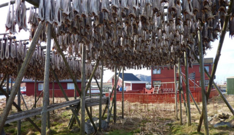 Norwegian dried cod wins ‘Champagne status’
