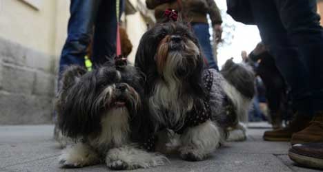 Dog poo detectives to patrol Spanish town