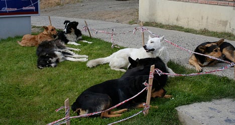 French recluse found living with 87 dogs