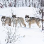 Two men jailed for illegal wolf hunt