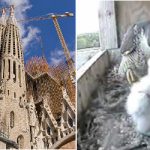 Sagrada Família falcons welcome new chicks