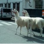 Llamas on the loose in central Oslo
