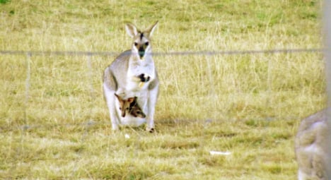 Wallaby returns home after Sweden walkabout