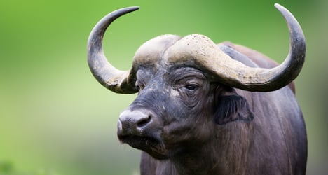 Rotting buffaloes found in Italy's mozzarella hub