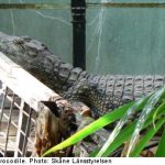 Swedish croc find leaves owner with huge bill