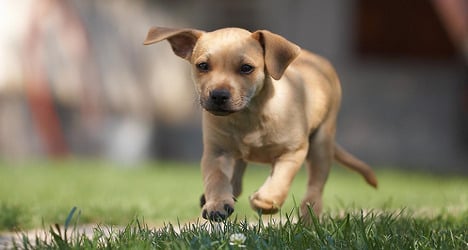 French MP proposes puppy custody law