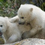 Nobby and Nela – Munich names polar bear cubs