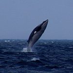 Norway sets ‘high’ whale quota