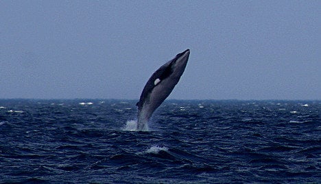 Norway sets 'high' whale quota