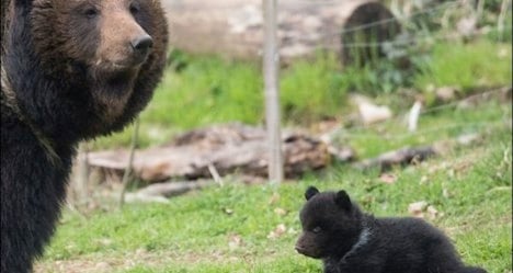 Bern zoo faces flak over second bear cub death