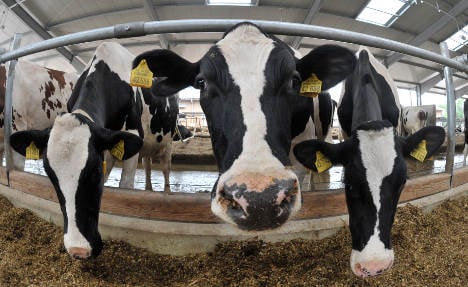 Police search for seven stolen pregnant cows