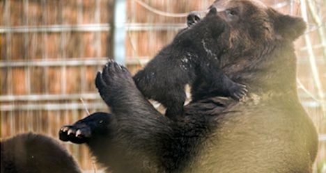 Bern zoo under fire after bear kills baby cub