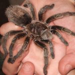 ‘Tarantula trafficker’ snared in huge bug bust