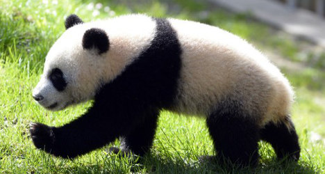 VIDEO: Madrid zoo premieres baby panda