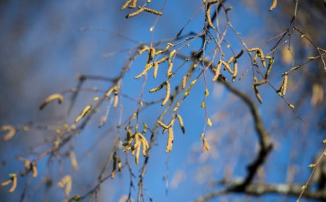 High pollen levels mar Swedish spring
