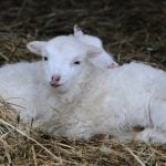 <b>4) Eat a lamb:</b> The lamb is also a symbol of spring and fertility and is traditionally eaten at Easter. Germans also bake a cake in the form of a lamb.Photo: DPA