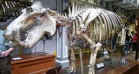 Found: Proof Spain was home to giant hippos