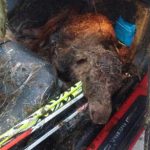 Elk born inside Volvo after highway crash