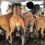 How do you fit ten sheep in a car?