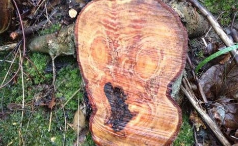 ‘The Scream’ appears in a tree stump