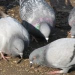 Ninety-year-old renter turfed for pigeon feeding