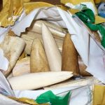 Ivory smugglers fail with sweet tooth lie