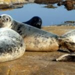 WTO backs EU ban on Norway seal imports