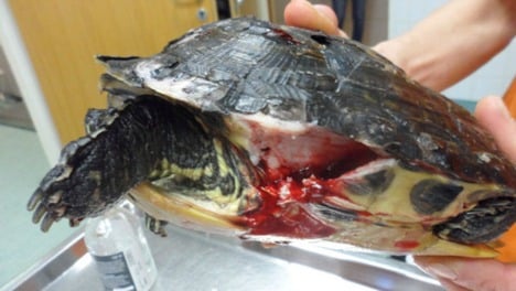 Shocking animal cruelty kills turtle