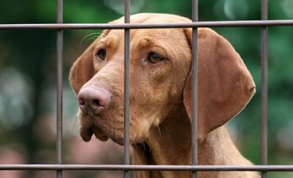Dozens of dogs die in animal rescue truck
