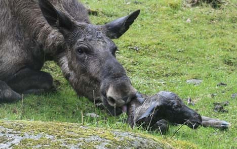 Elk bounce back after stillborn calf mystery
