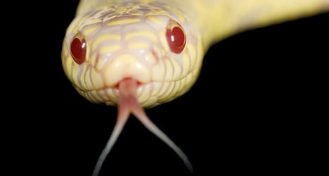 Albino snakes invade Spain’s Canary Islands