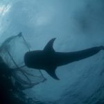 Spanish ‘wall of death’ killing UK sharks