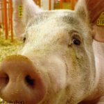 France slaps pig import ban on US and Japan