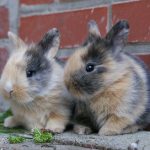 Swedes flock to rent rabbits over summer
