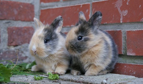 Swedes flock to rent rabbits over summer