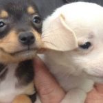 Puppies sold illegally over internet