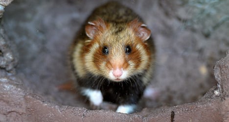 France to spend €3m on protecting Great Hamster
