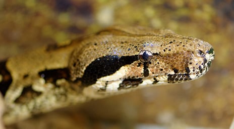 Florence couple find boa constrictor in kitchen