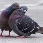 LITTLE PIGEON: Fear not, your partner will not think you're comparing them to a filthy city bird. Pichoncito/a, 'little bird', is sickly sweet but not offensive. Photo: Ingrid Taylar/Flickr