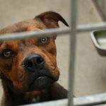 Spain tops euro table for abandoned pets
