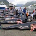 Sea Shepherd battles to stop Faroese ‘grind’