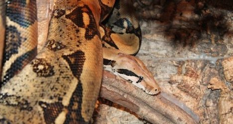 Boa constrictor found in apartment courtyard
