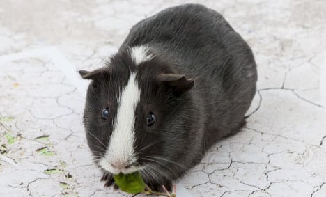 Guinea pig predicts win for Swiss over France