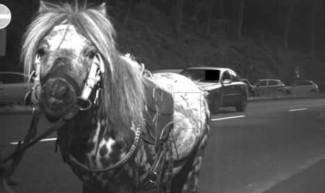 Horse caught on speed camera saves driver