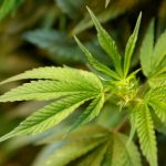 Marijuana plant found at Swedish preschool
