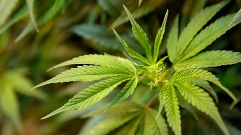 Marijuana plant found at Swedish preschool