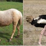 Zookeeper beats to death ostrich then blames pony